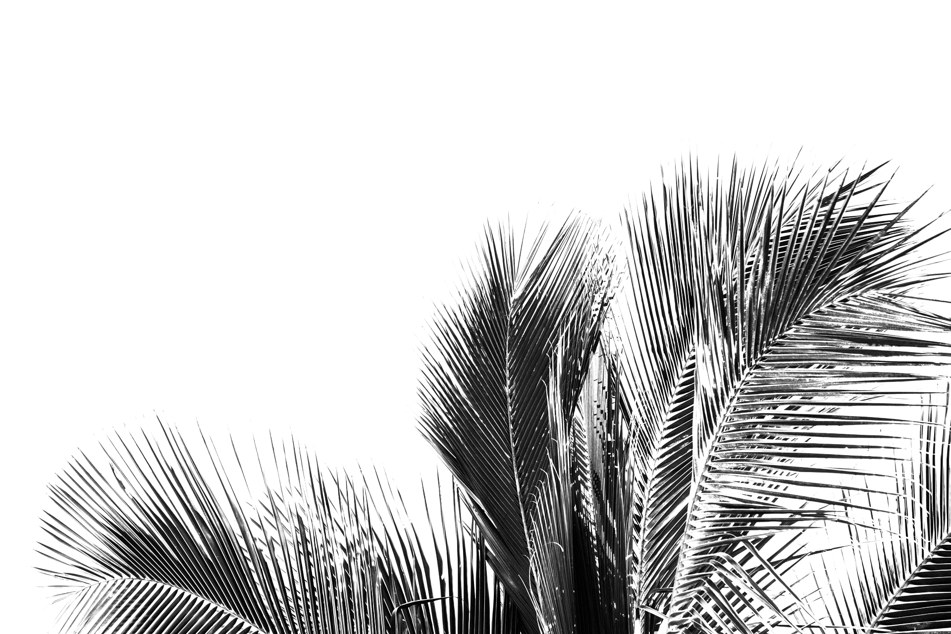 Palm Tree Background